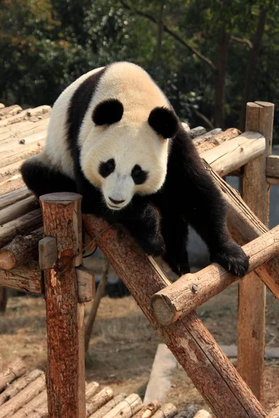 Ein Riesiger Panda Spielt Auf Einer Hölzernen Brücke Der Sonne — Stockfoto