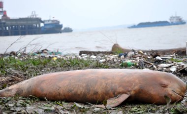 A dead finless porpoise is pictured at the bank of Poyang Lake in Jiujiang city, east Chinas Jiangxi province, 6 April 2012 clipart