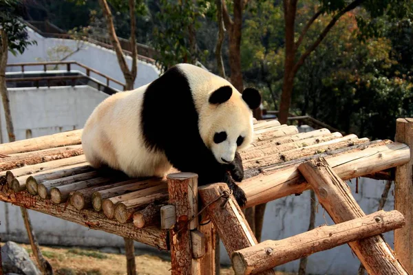 Ein Riesiger Panda Liegt Auf Einer Hölzernen Brücke Die Sonne — Stockfoto