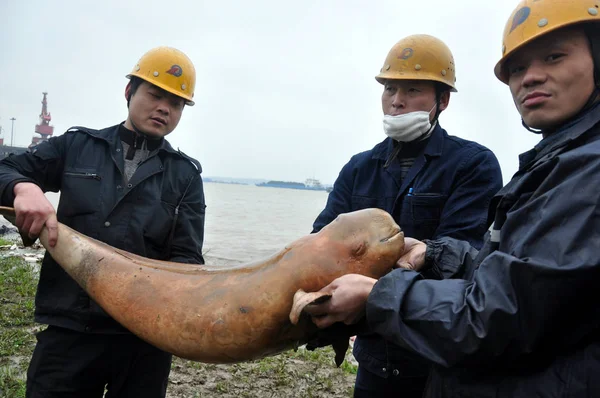 Kinesiska Arbetare Visar Död Flänslös Tumlare Vid Stranden Poyang Lake — Stockfoto