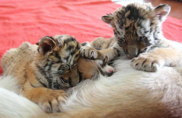 Dos Cachorros Tigre Siberianos Perros Bebés Son Amamantados Por Perro —  Fotos de Stock
