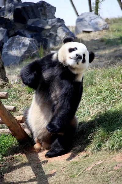 Ein Panda Genießt Die Sonne Einem Zoo Der Stadt Huangshan — Stockfoto