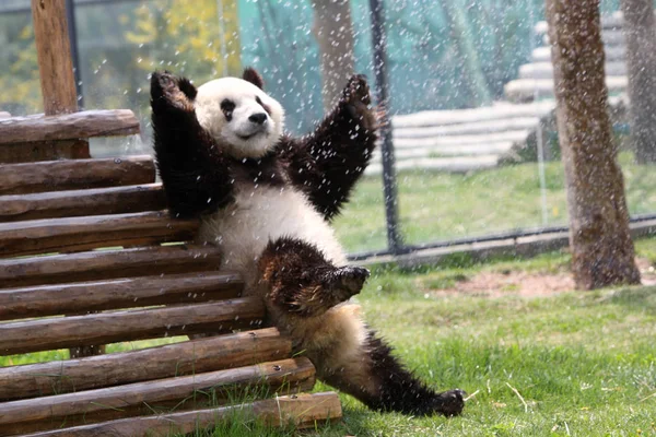 2012年4月23日 在中国东部山东省烟台市的一家动物园里 看到一只熊猫在玩水 — 图库照片