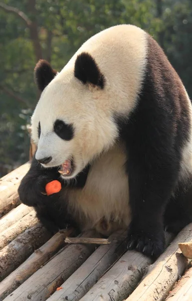 2013年12月24日 在中国东部安徽省秀宁县黄山熊猫生态公园 一只大熊猫在阳光下的木桥上吃胡萝卜 — 图库照片