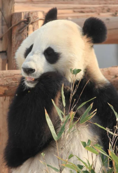 Egy Óriás Panda Eszik Bambuszok Napsütésben Huangshan Panda Ökológiai Park — Stock Fotó