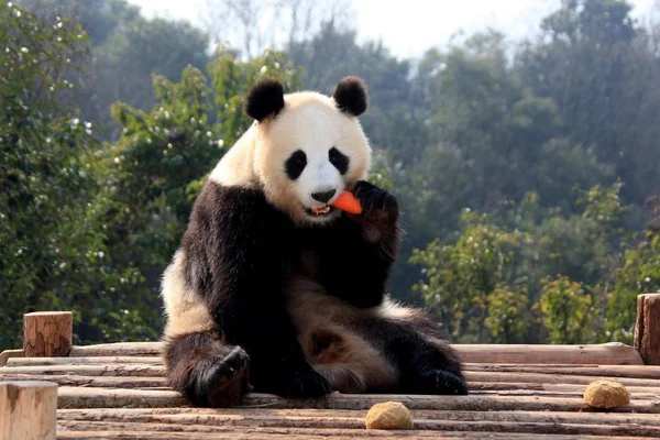 Panda Gigante Come Una Zanahoria Puente Madera Bajo Sol Parque — Foto de Stock