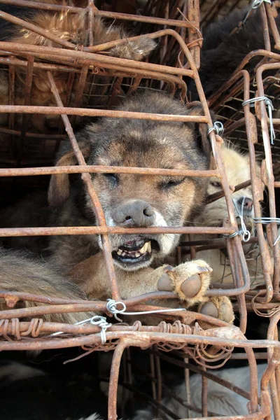 Perro Sufre Una Pequeña Jaula Camión Kunming Suroeste Provincia Chinas — Foto de Stock