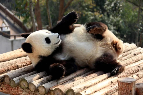 Jättepanda Ligger Träbro Att Njuta Solen Huangshan Panda Ecological Park — Stockfoto