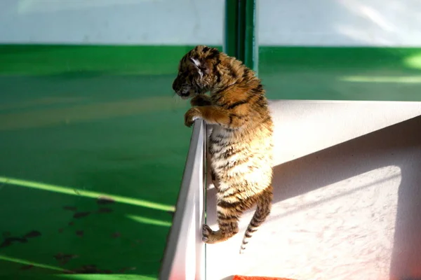 Cucciolo Tigre Siberiano Cerca Uscire Dal Suo Recinto All Hangzhou — Foto Stock