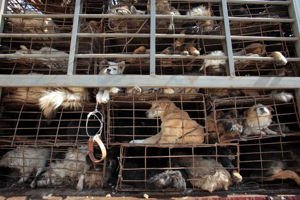 2012年4月20日 在中国西南部的云南省昆明市 在一辆卡车上可以看到成堆的笼狗 — 图库照片