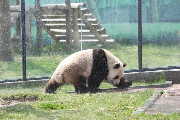 2012 日東中国山東省煙台市の動物園で水と遊ぶパンダが見られる — ストック写真