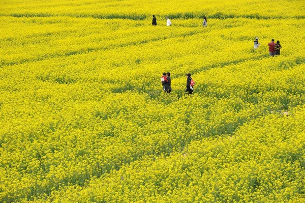 Pessoas Passeiam Campo Flores Colza Distrito Fengxian Xangai China Abril — Fotografia de Stock