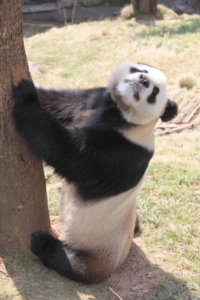パンダは黄山市の動物園で太陽の光を楽しむ 東中国安徽州 2012 月27日 — ストック写真