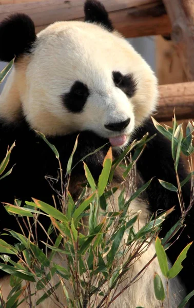 Ein Riesenpanda Frisst Bambus Der Sonne Ökologischen Huangshan Panda Park — Stockfoto