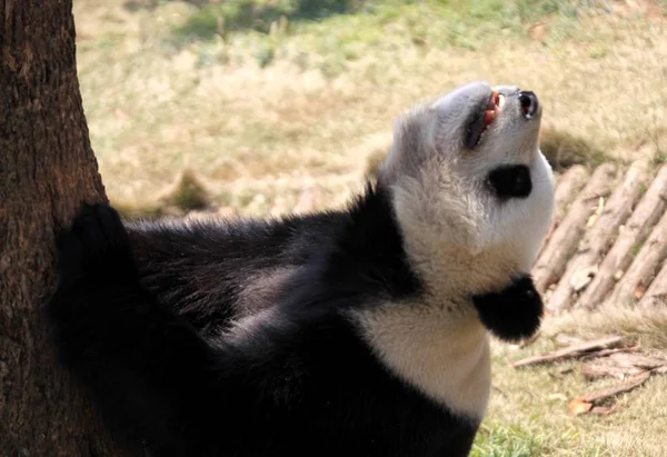 Ένα Panda Απολαμβάνει Ηλιοφάνεια Έναν Ζωολογικό Κήπο Στην Πόλη Χουανγκσάν — Φωτογραφία Αρχείου