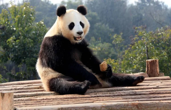 Panda Géant Mange Sur Pont Bois Sous Soleil Parc Écologique — Photo