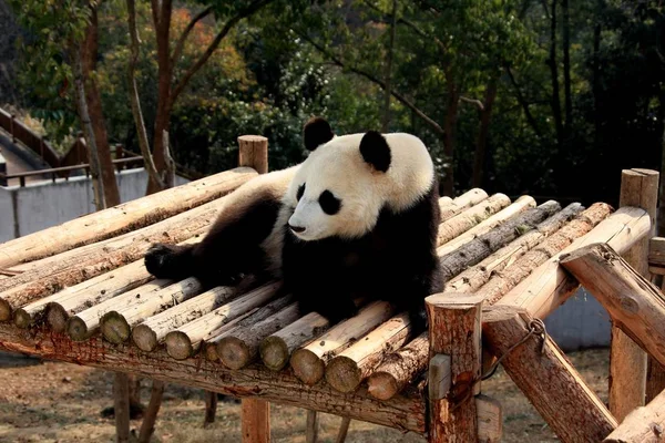 Jättepanda Ligger Träbro Att Njuta Solen Huangshan Panda Ecological Park — Stockfoto