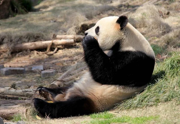 Ένα Panda Απολαμβάνει Ηλιοφάνεια Έναν Ζωολογικό Κήπο Στην Πόλη Χουανγκσάν — Φωτογραφία Αρχείου