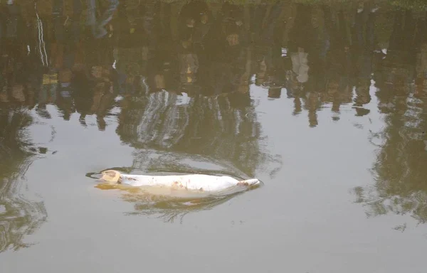 2012年3月12日 在中国南部广东省佛山市一条内陆水道上 可以看到一只中华白海豚 — 图库照片
