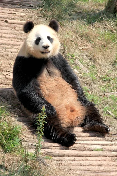 パンダは黄山市の動物園で太陽の光を楽しむ 東中国安徽州 2012 月27日 — ストック写真