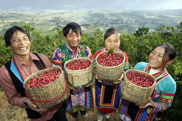 Kinesiske Bønder Etnisk Miao Minoritet Høster Kaffebønner Kaffeplantasje Xinzhai Lujiang – stockfoto