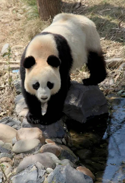 Ein Panda Genießt Die Sonne Einem Zoo Der Stadt Huangshan — Stockfoto