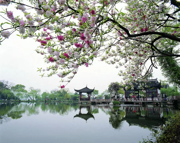Díszletek Nyugat Őszibarack Virágokat Hangzhou Város Keleti Chinas Zhejiang Tartomány — Stock Fotó