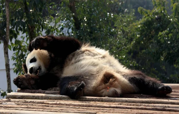 Panda Gigante Encuentra Puente Madera Para Disfrutar Del Sol Parque —  Fotos de Stock