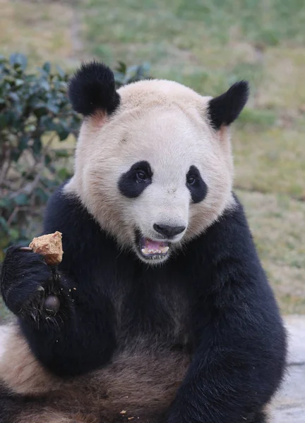 Dos Gêmeos Panda Gigantes Xinghui Xingfan Joga Como Eles Encontram — Fotografia de Stock