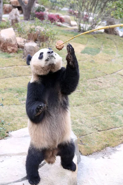 Einer Der Riesenpanda Zwillinge Xinghui Und Xingfan Spielt Als Sie — Stockfoto