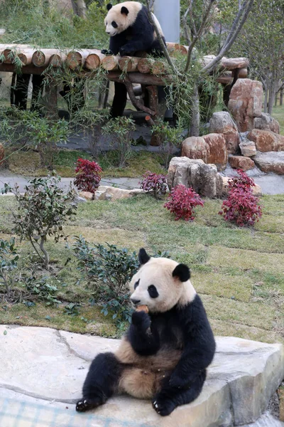 Die Riesenpanda Zwillinge Xinghui Und Xingfan Spielen Zusammen Als Sie — Stockfoto