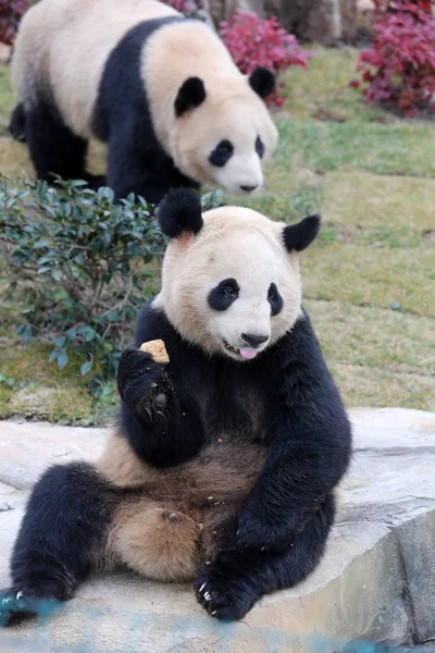 Die Riesenpanda Zwillinge Xinghui Und Xingfan Spielen Zusammen Als Sie — Stockfoto