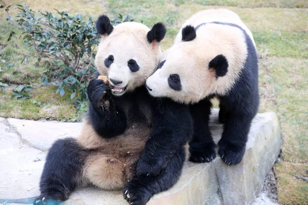 Los Gemelos Panda Gigantes Xinghui Xingfan Juegan Juntos Mientras Encuentran —  Fotos de Stock