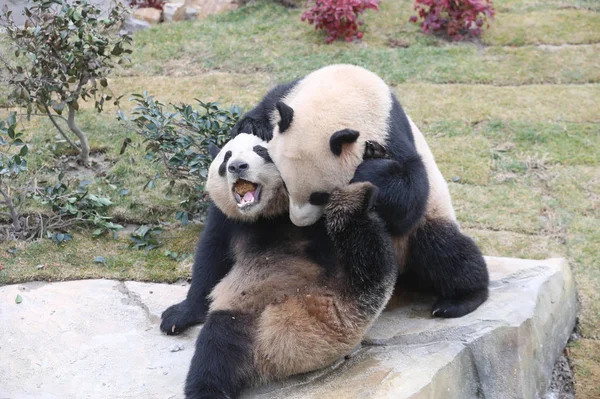 Los Gemelos Panda Gigantes Xinghui Xingfan Juegan Juntos Mientras Encuentran — Foto de Stock