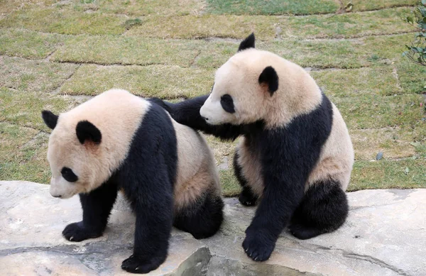 Bliźniaki Giant Panda Xinghui Xingfan Grać Razem Jak Spełniają One — Zdjęcie stockowe