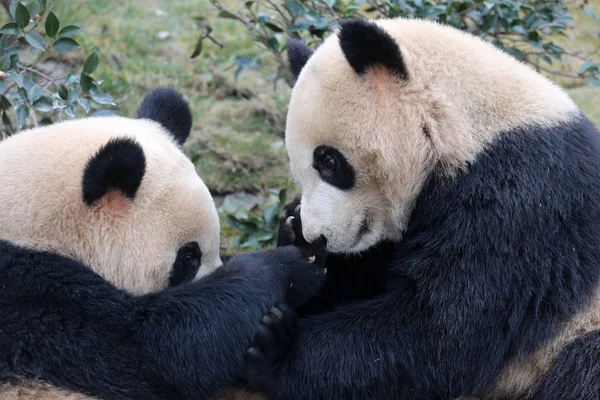 Δίδυμα Giant Panda Xinghui Και Xingfan Παίζουν Μαζί Που Ανταποκρίνονται — Φωτογραφία Αρχείου