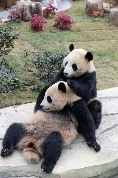 Die Riesenpanda Zwillinge Xinghui Und Xingfan Spielen Zusammen Als Sie — Stockfoto