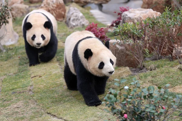 Óriás Panda Ikrek Xinghui Xingfan Együtt Játszanak Megfelelnek Nyilvánosság Számára — Stock Fotó