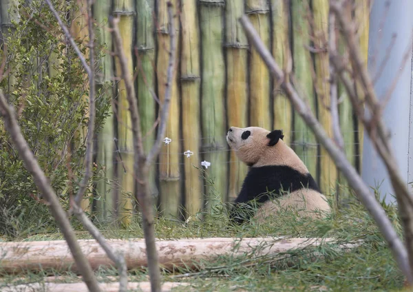 大熊猫双胞胎之一 在中国东部江苏省南通市南通森林野生动物园定居后 首次与公众见面 2019年2月1日 — 图库照片