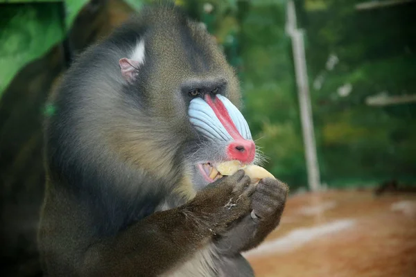 Bolinhos Macaco Comendo Preparados Para Festival Primavera Também Conhecido Como — Fotografia de Stock