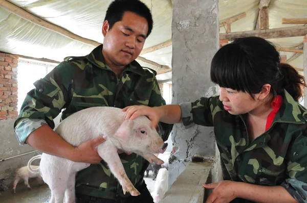 Porcicultores Revisan Lechón Una Casa Cerdos Condado Jishan Yuncheng Noroeste —  Fotos de Stock