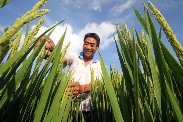 Agricoltore Cinese Controlla Crescita Del Riso Nel Suo Campo Nel — Foto Stock