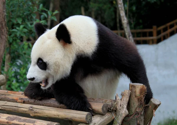 2012年7月10日 在中国安徽省万南市万南国家野生动物救援和康复中心 看到一只熊猫在玩耍 — 图库照片