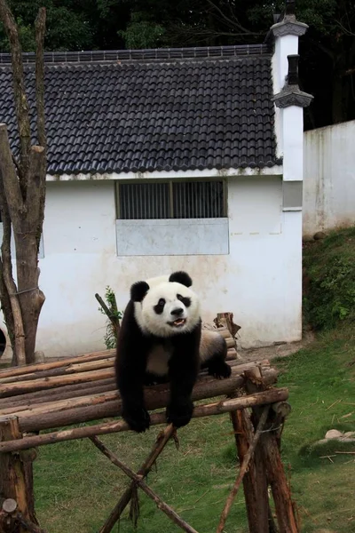 Ein Panda Beim Spielen Wannan National Wildtier Rescue Rehabilitation Center — Stockfoto