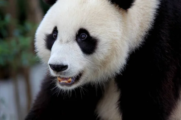 Representa Panda Centro Nacional Rescate Rehabilitación Animales Silvestres Wannan Ciudad — Foto de Stock