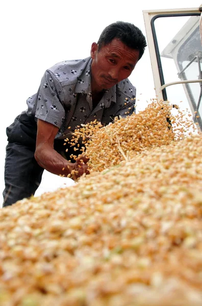 Chinese Farmer Harvests Wheat His Field Matou Town Tancheng County — Stock Photo, Image