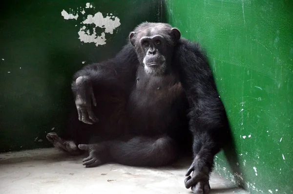 Chimpansee Yiyao Die Ontsnapt Werd Gevangen Rust Zijn Kamer Zoölogische — Stockfoto