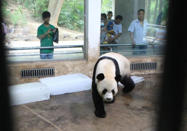 Ein Panda Beim Spielen Zoo Wuhan Wuhan Zentralchina Provinz Hubei — Stockfoto