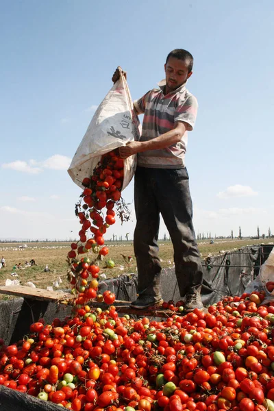 Bir Işçi Bole Bir Kamyon Üzerine Bir Çuval Dışarı Domates — Stok fotoğraf