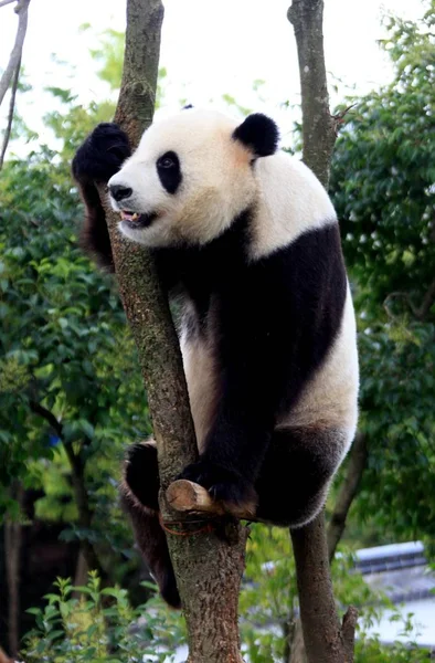 Panda Visto Brincando Galho Wannan National Wild Animal Rescue Rehabilitation — Fotografia de Stock